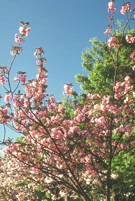 Осака. Сливовые деревья в цвету.