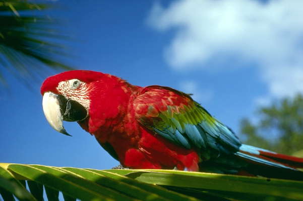 Попугай ара в тропическом лесу.