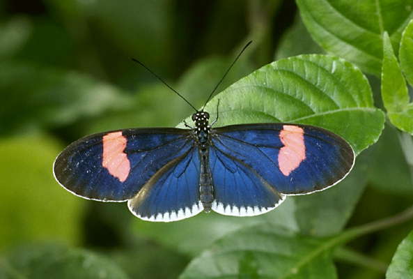Тропическая бабочка Sp. heliconis.
