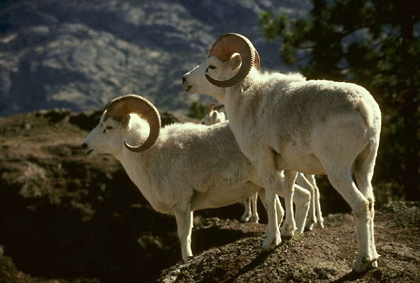 Бараны Далля (дикие овцы), охраняющие стадо.
