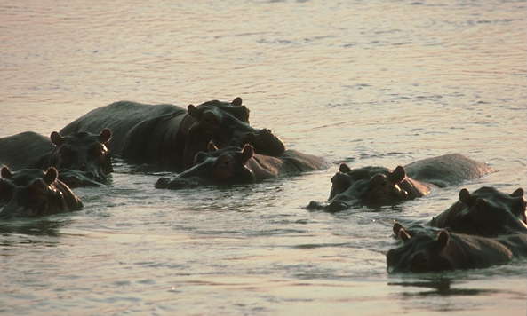 Бегемоты, отдыхающие в реке.