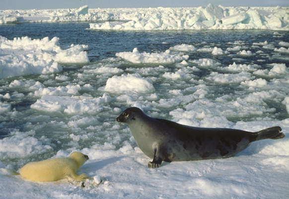 Белое море. Тюлени на льду.