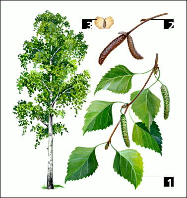 Береза повислая: 1 - ветвь с плодовыми сережками; 2 - зимняя ветвь; 3 - плод.
