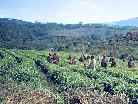 Бурунди. Чайные плантации.