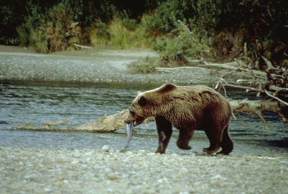 Бурый медведь на рыбалке.