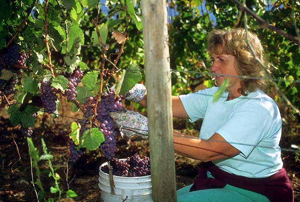 Сбор урожая винограда.