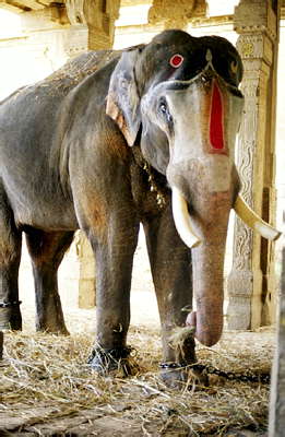 Священный слон из храма Вишну в Шринагаме, Индия.