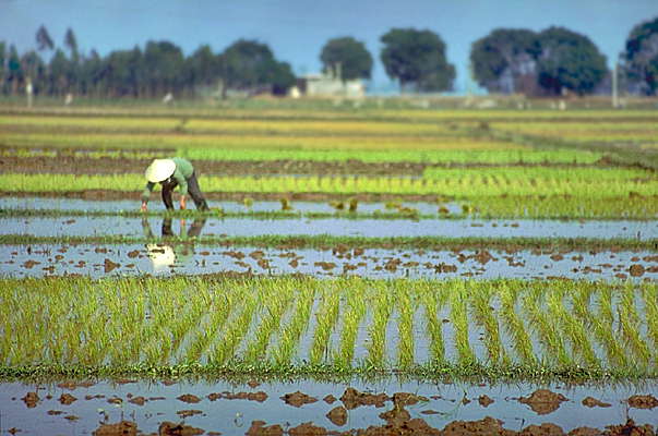 Вьетнам. Рисовые поля.