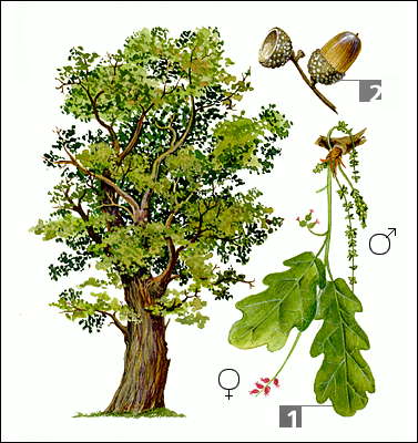 Дуб черешчатый: 1 - цветущая ветвь с пестичными (женскими) и тычиночными (мужскими) цветками; 2 - желуди с черешками.