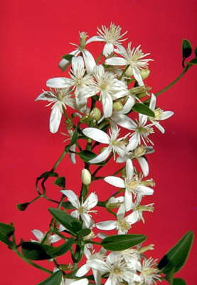 Жасмин (Jasminum pubescens).