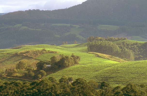 Зимбабве. Чайные плантации в долине Хонде.