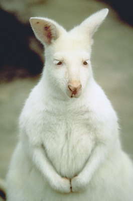 Кенгуру-валлаби, альбинос. Австралия.