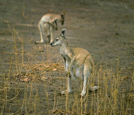 Австралийский кенгуру.