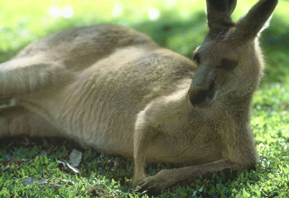 Австралийский кенгуру.