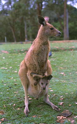 Самка кенгуру с детёнышем.