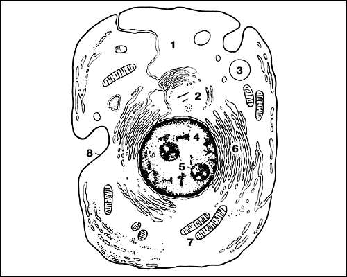 Схема строения животной клетки: 1 - цитоплазма; 2 - аппарат Гольджи; 3 - вакуоль; 4 - ядро; 5 - ядрышки; 6 - эндоплазматическая сеть; 7 - митохондрии; 8 - клеточная мембрана.