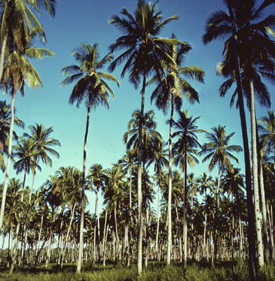 Роща кокосовых пальм.