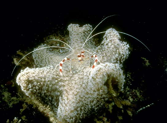 Полосатая креветка, сидящая на коралле.