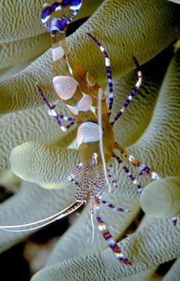 Креветка в ветвях коралла.