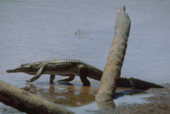 Нильский крокодил.