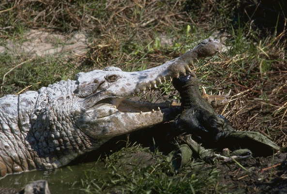 Африканский крокодил.