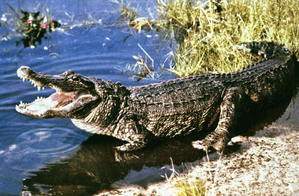 Нильский крокодил.