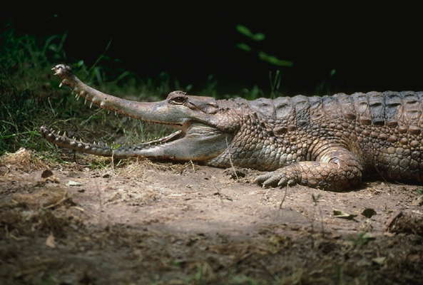 Крокодил-гавиал.