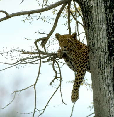 Леопард на дереве.
