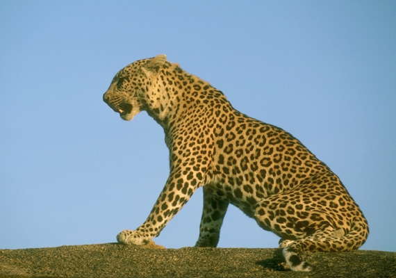 Леопард, сидящий на камне.