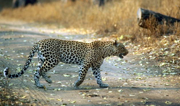 Леопард, пересекающий дорогу.