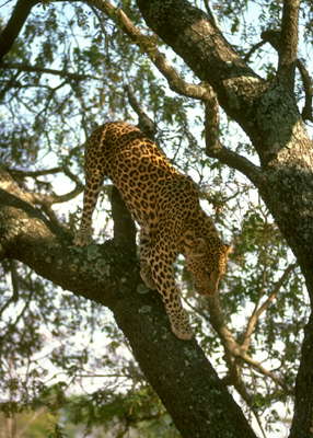 Леопард на дереве.