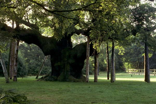 Знаменитый Шервудский лес. Англия.