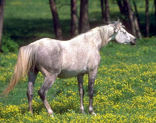 Арабская лошадь.