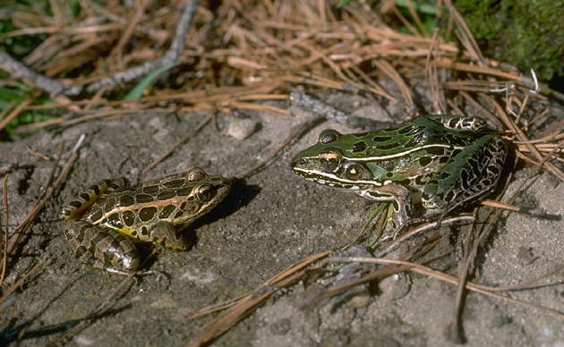 Лягушонок (слева) и взрослая особь леопардовой лягушки.