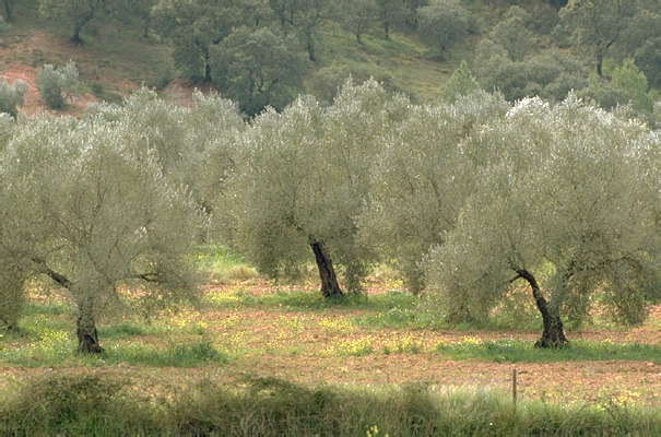 Оливковая роща в Андалусии, Испания.