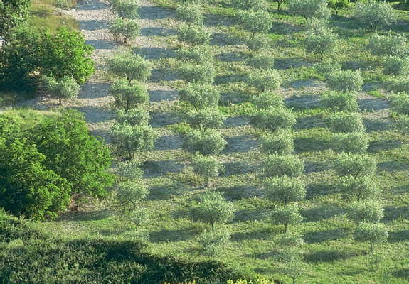 Оливковая роща, Франция.