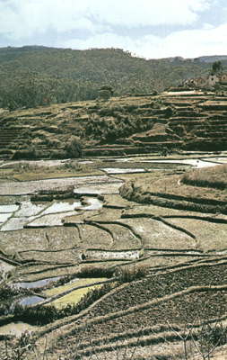 Мадагаскар. Рисовые террасы центральной части плато.