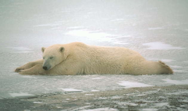 Белый медведь, отдыхающий на льду.