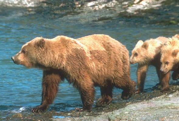 Бурая медведица с медвежатами.