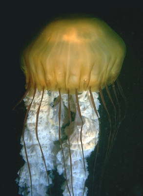 Коричневая медуза, залив Монтерей, Калифорния.