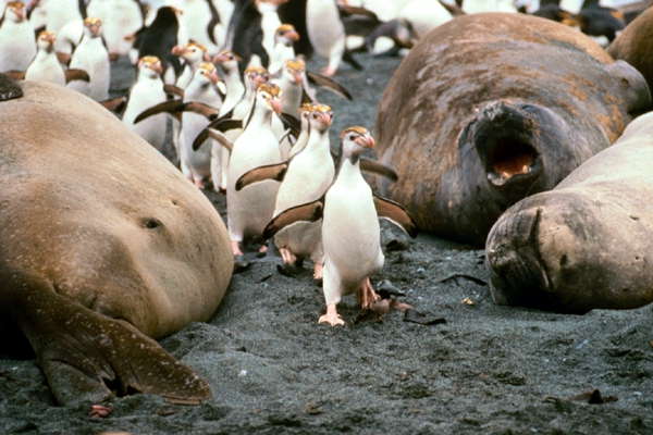 Морские слоны и королевские пингвины.