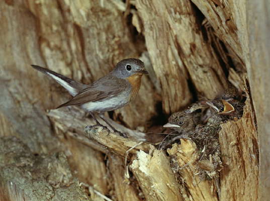 Малая мухоловка (самец) у гнезда с птенцами.