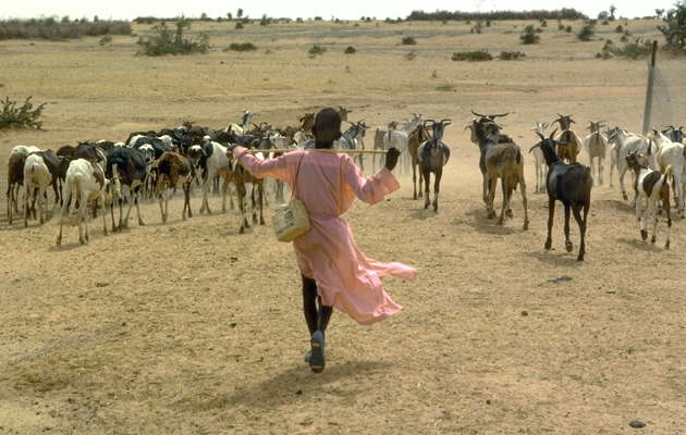 Сахель, Каарта. Пастух со стадом коз.