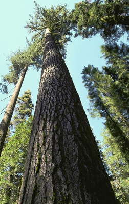Гигантская секвойя. Национальный парк Йосемити, Калифорния, США.