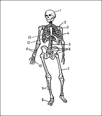 Скелет (человека): 1-череп; 2-ключица; 3-лопатка; 4-плечо; 5-позвоночник; 6-кости таза; 7-бедро; 8-стопа; 9-берцовые кости; 10-кисть; 11-локтевая и лучевая кости; 12-ребра;.13-грудина.
