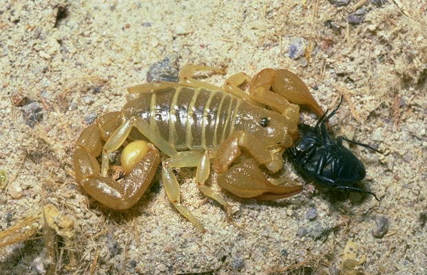 Гигантский скорпион. Пустыня Мохаве, Калифорния.