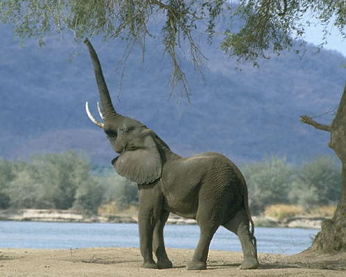 Слон, закусывающий ветками деревьев, Зимбабве.
