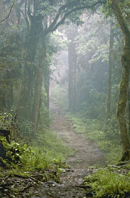 Танзания. Облачный лес. Склоны Килиманджаро.