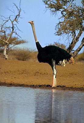 Африканский страус.