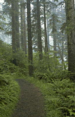 Туман в лесу. Орегон. США.